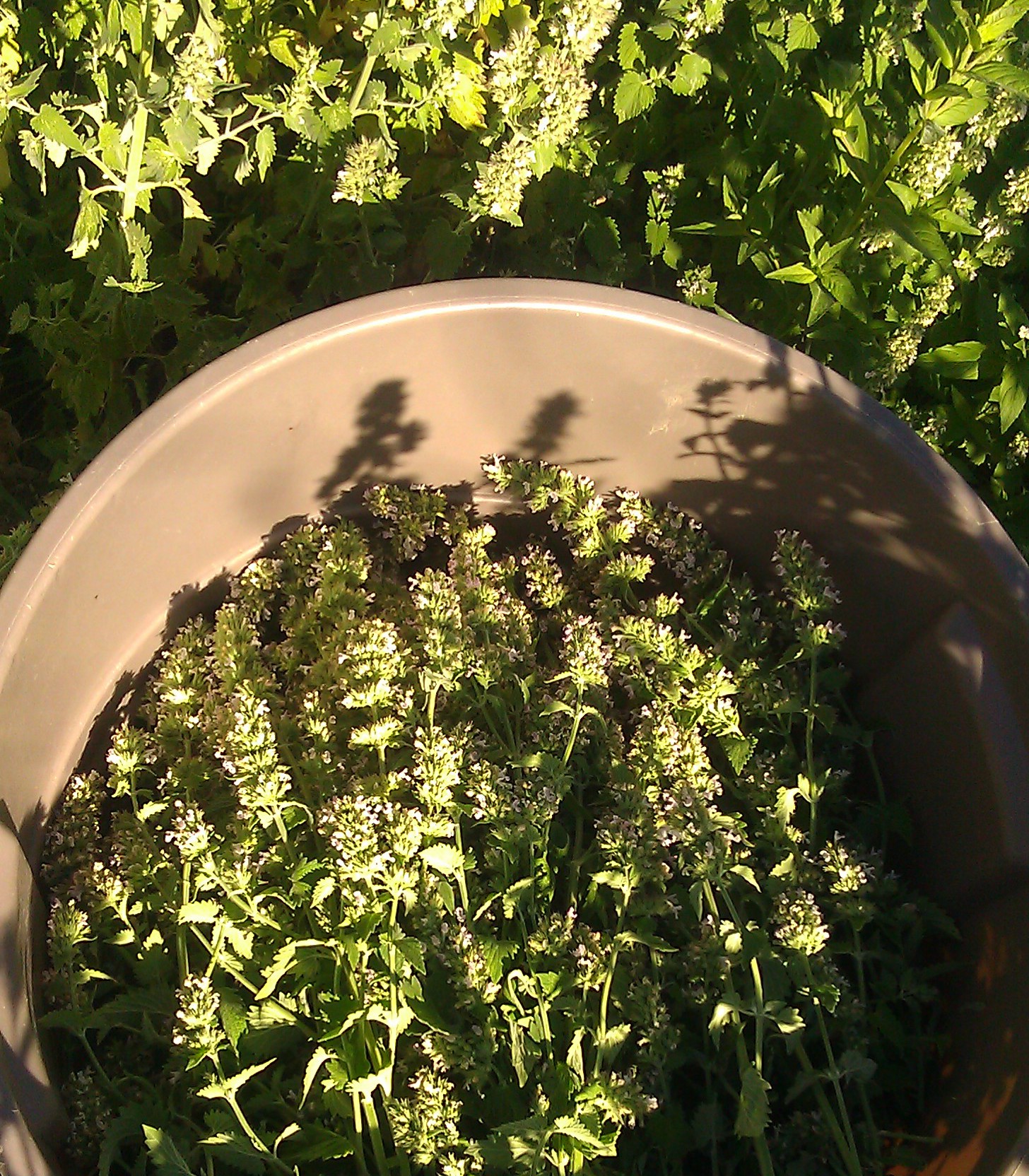 August - Fresh Picked Flowers and Buds