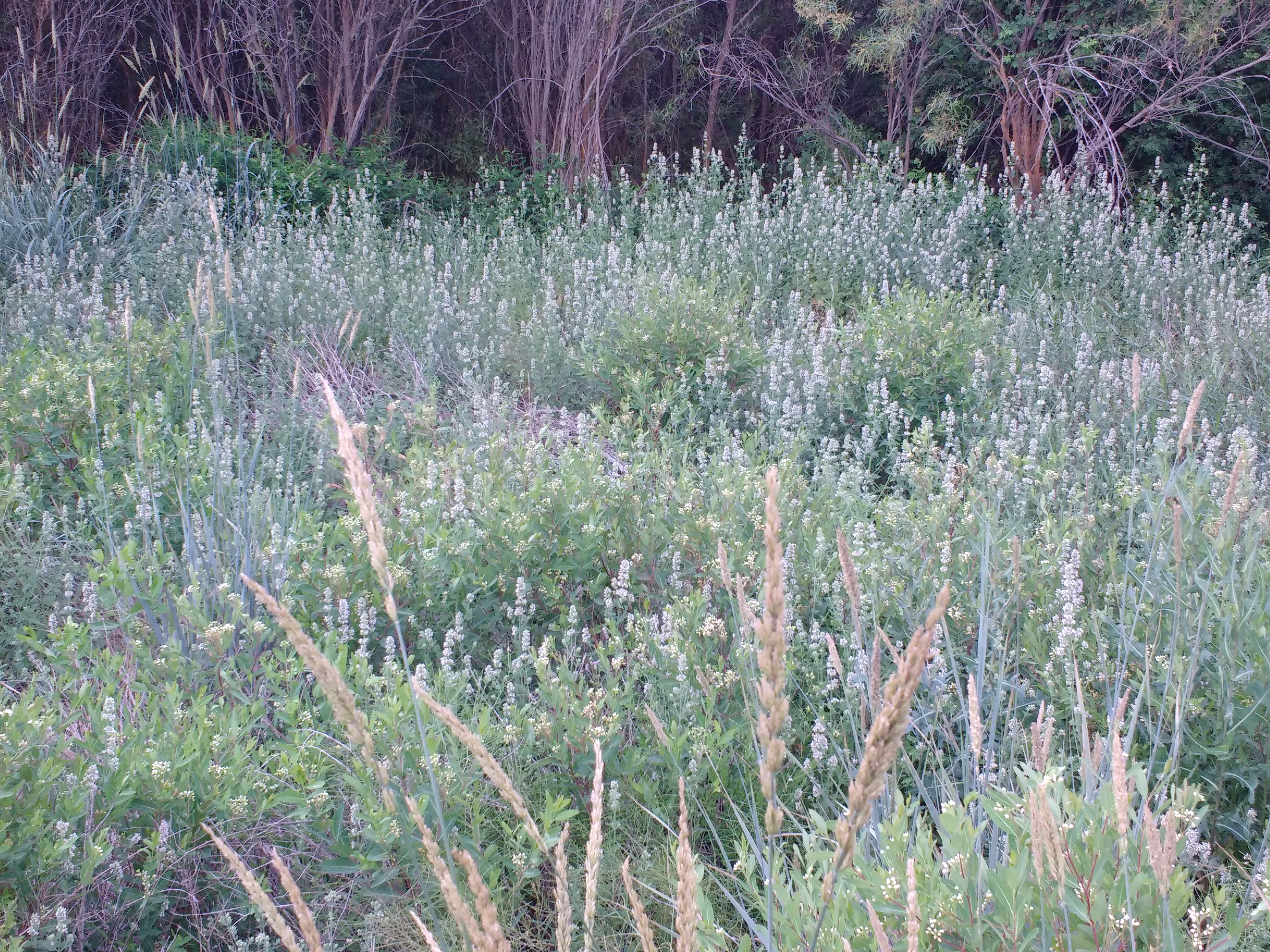 7/14/19 - Huge patch of wild catnip this morning hiding in a small clearing of brush willows